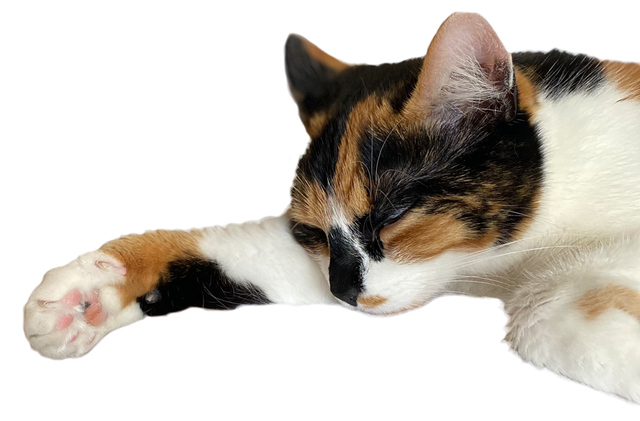 Eine dreifarbige Katze schläft entspannt und verkörpert die Gelassenheit eines Philosophen